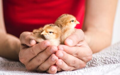 Besuch vom Bauernhof